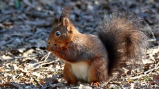 Eichhörnchen (2).jpg